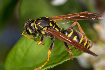 Wasp on a green leaf in nature