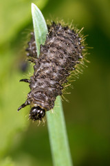 Black caterpillar on a green plant