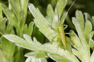 Grasshopper on a green plant in nature