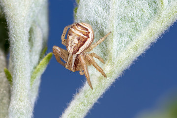 A small spider on the plant
