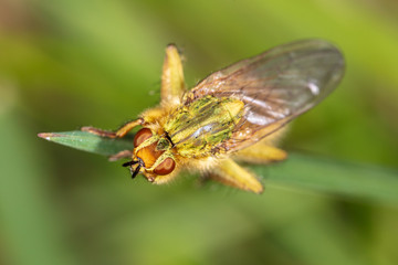 Fly on a green plant in nature