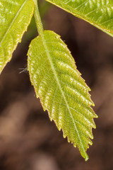 Young green leaves on a tree in spring