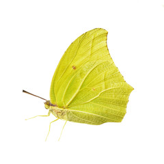 Yellow-colored male of the white angled-sulphur butterfly, Anteos clorinde, isolated on white background. Color saturated.