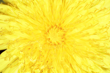 Yellow dandelion as an abstract background