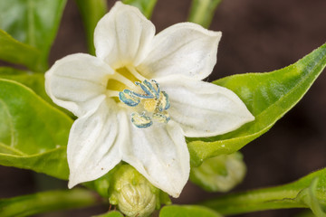 Fototapeta premium A small white flower on the plant