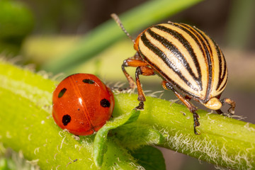 Colorado beetle and ladybug on leaves