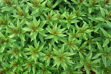 Natural background. Green plant top view, close up.