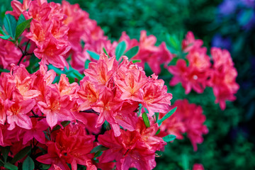Close-up of pink rhododendron. Selective focus and shallow depth of field