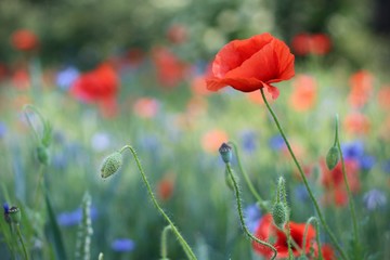 Fototapeta premium Mohn & Kornblumen - Feld