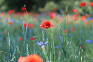 Mohn & Kornblumen - Feld