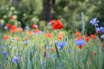 Mohn & Kornblumen - Feld