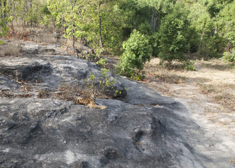 A tiger cub sitting on a rocky surface inside Bandhavgarh national park during a wildlife safari