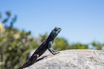 Southern Rock Agama Lizard on a rock with blue sky background