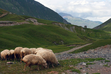 Fototapeta premium mountains view with sheeps. The Svanetian range.
