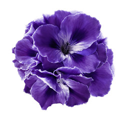 A bouquet of  violet begonias on a white isolated background with clipping path.  Close-up without shadows. Nature.