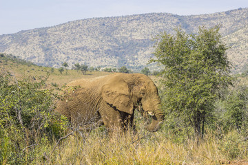 Elephant standing in the grass eating from a small tree