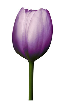 Purple  flower tulip on white isolated background with clipping path. Close-up. Shot of  violet Colored. Nature.
