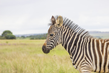 Baby zebra standing in the grass with cloudy sky backround