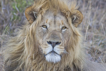 Close up of a lion in the late afternoon