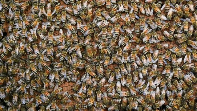 Macro shot of bees swarming on a honeycomb