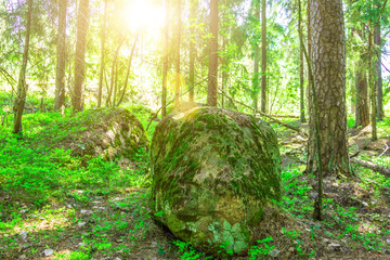 Stones overgrown with moss in the dense forest of the taiga, with sunlight.
