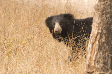 A mother sloth bear peeping through the tree inside Ranthambore tiger reserve