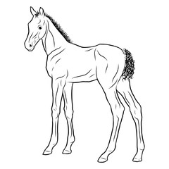 Obraz na płótnie Canvas A sketch of a small foal standing in side view.