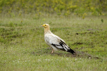 An egyptian vulture resting on the ground 