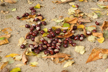 chestnuts on the ground