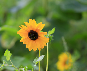 Sunflowers, on an outdoor plantation