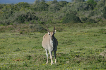 Eland in West Cape State, South Africa