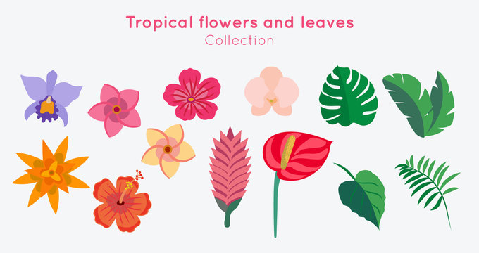 Tropical flowers and leaves collection - vector illustration design template. 