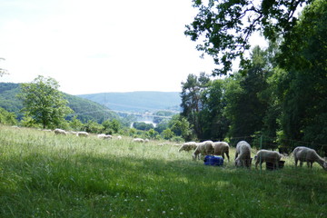 Wiesenlandschaft