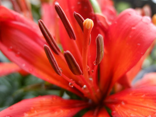 Wundersch&ouml;ne roe lilie, sommer garten, macro