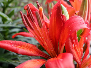 Wundersch&ouml;ne rote lilie, macro