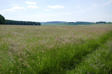 Wiesenlandschaft