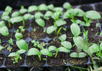 green sprout of cucumber plant