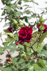Branch of a red rose with flowers and leaves on a light background in a sunny summer day.