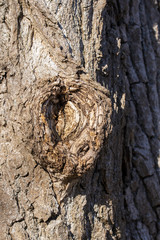 A tree bark pattern showing the age of the tree