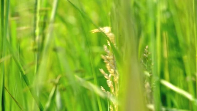 green leaves of grass moving in the wind