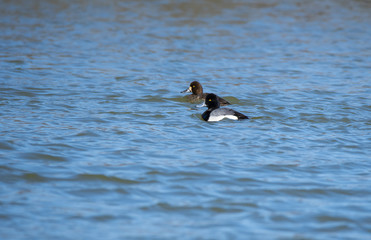 A pair of Lesser scaup swimming in the waters of Magee marsh wildlife area on a clear winter evening
