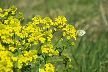 bee flying over flowers on the field Bittercress