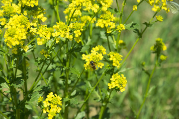 bee flying over flowers on the field Bittercress