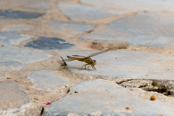 Dragonfly on a pavement 