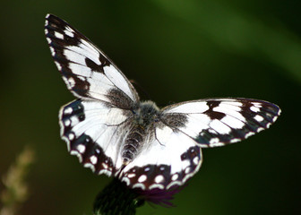 butterfly on the flower