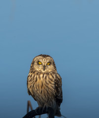 A short-eared owl perched on a low branch close to cause way inside Magee marsh wildlife area on a clear winter evening