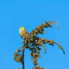 Singing Yellowhammer on a twig