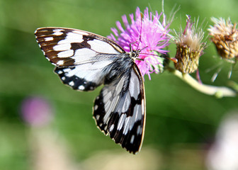 butterfly on the flower