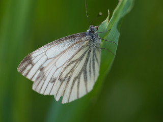 Butterfly Close-up