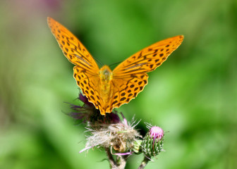 butterfly on the flower